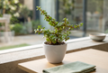 Jade Plant in Ceramic Pot
