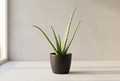 Aloe Vera Plant