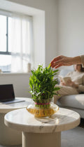 Fortune & Prosperity - 2 Layer Lucky Bamboo in Glass Vase