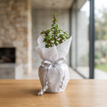 Jade Plant