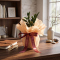Zamia Plant