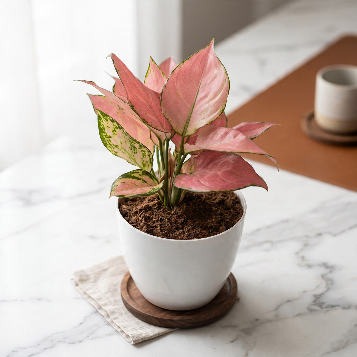 Aglaonema Plant in Plastic Pot