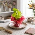 Golden Greens Money Plant